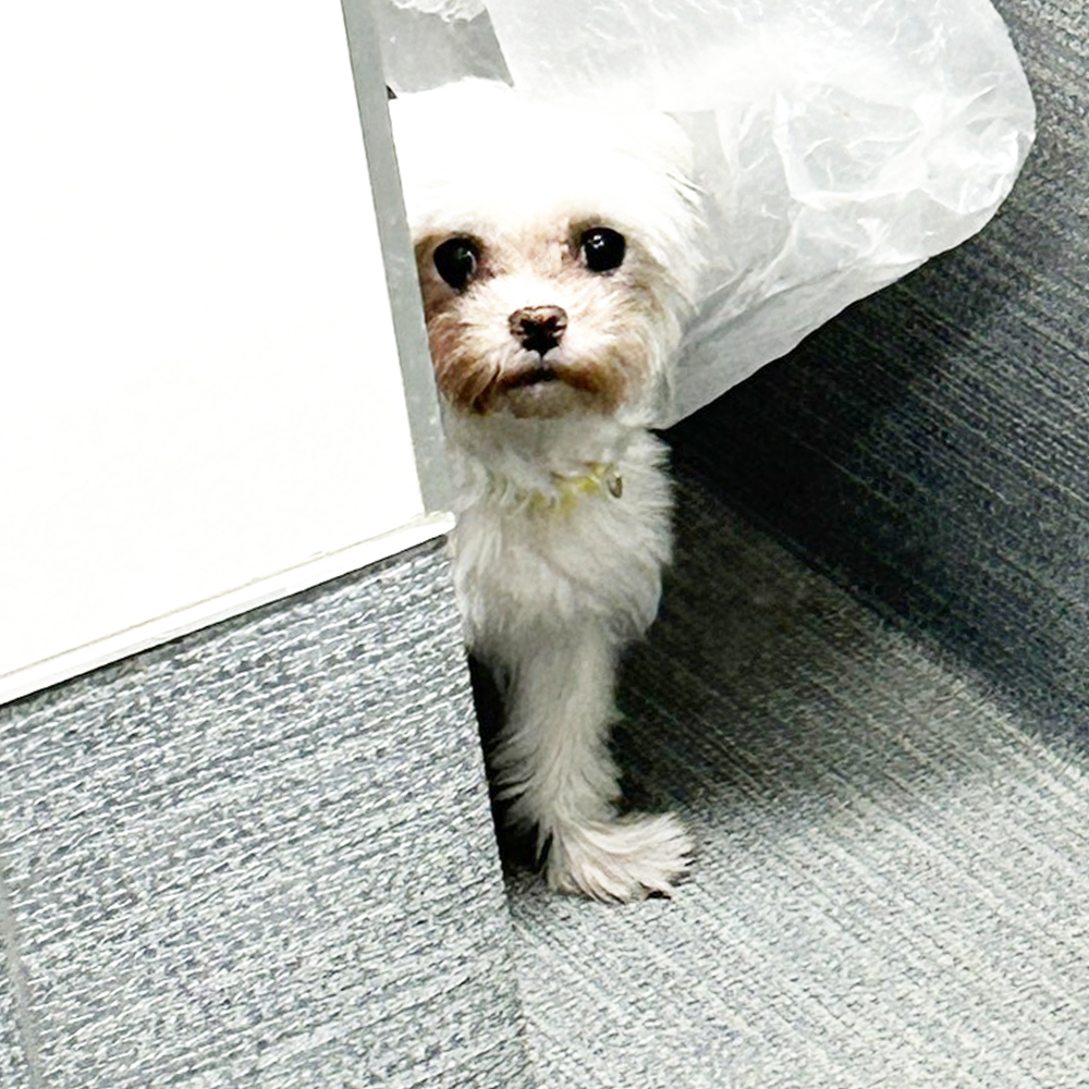 生徒が撮影したモデル犬の写真♪②